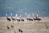 서남해안 갯벌 4곳, 유네스코 세계유산 등재